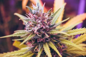 Weed Flower