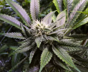 Weed