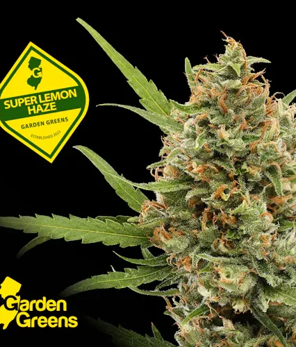 Super Lemon Haze | 3.5g