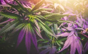 Weed