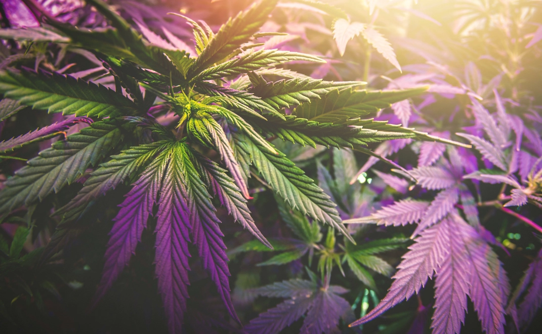 Weed